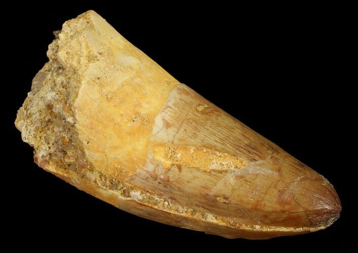 Bargain, Cretaceous Fossil Crocodile (Elosuchus) Tooth - Morocco #67026